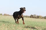 BEAUCERON 158